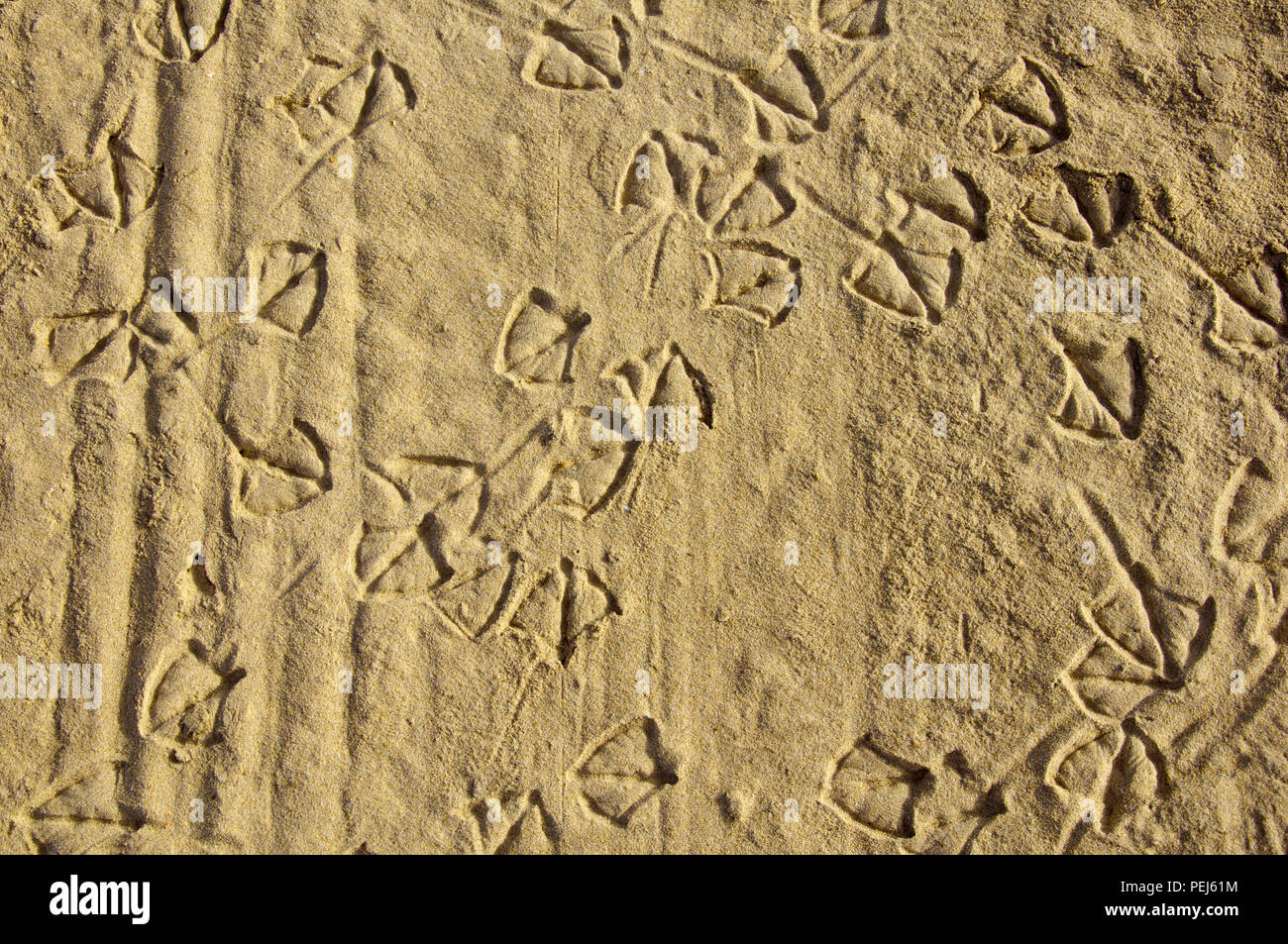 Gabbiani tracce sulla sabbia, mare, estate Foto Stock