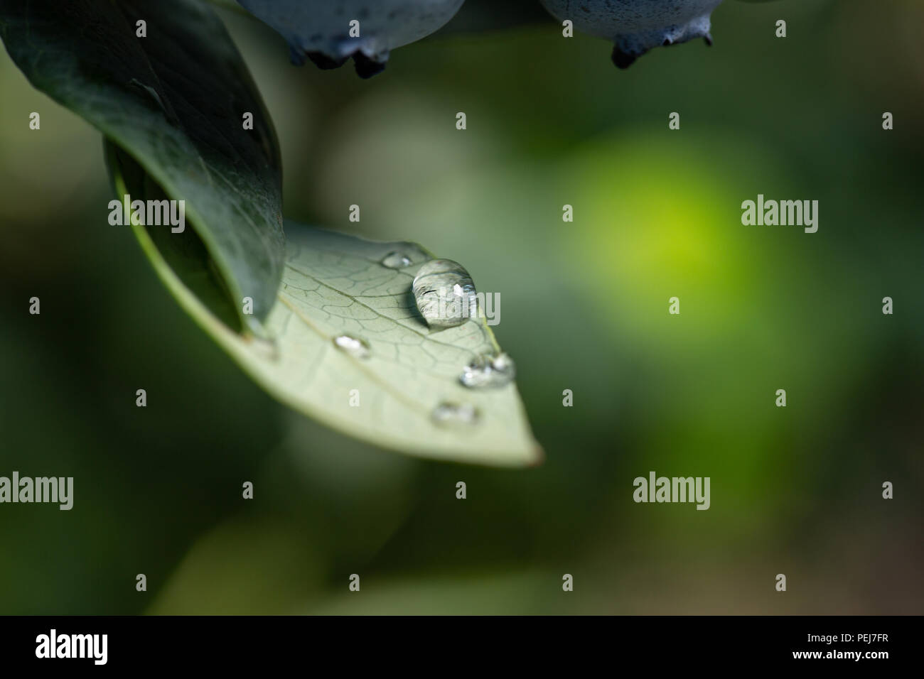 Foglia verde con gocce d'acqua, macro natura sfondo. mirtillo Foto Stock