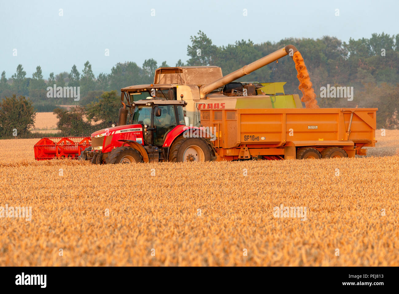 Raccolto di frumento, Bawdsey, Suffolk, Inghilterra. Foto Stock