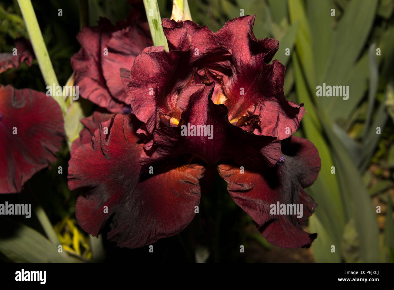 Tall barbuto Iris Figlio fortunato Foto Stock