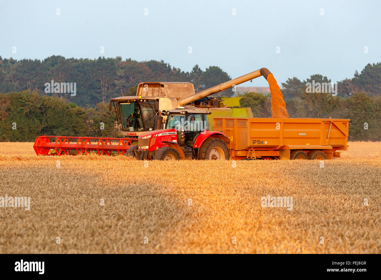 Raccolto di frumento, Bawdsey, Suffolk, Inghilterra. Foto Stock