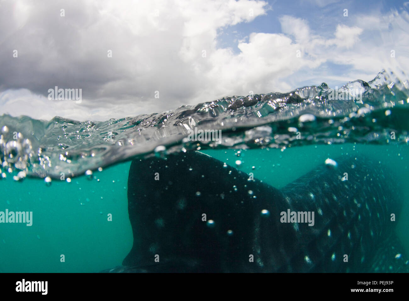 Un gruppo imag dei mondi più grande pesce, un squalo balena, Rhiniodon typus, affiorante appena fuori Donsol, Filippine. Gli squali balena arrivare manuale per alimentare h Foto Stock