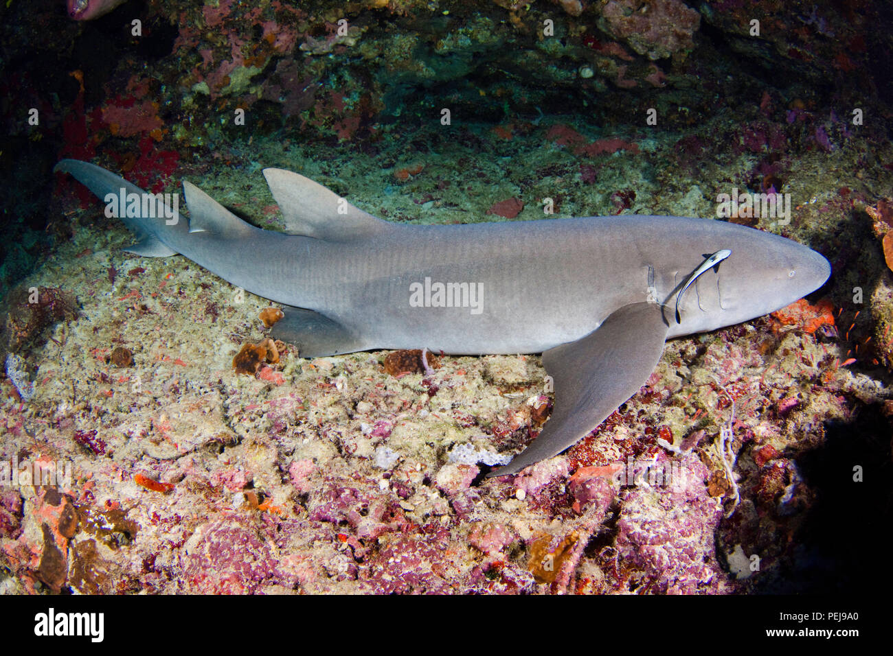 Bruno squalo nutrice, Nebrius ferrugineus, di Tubbataha Reef, Filippine. Foto Stock