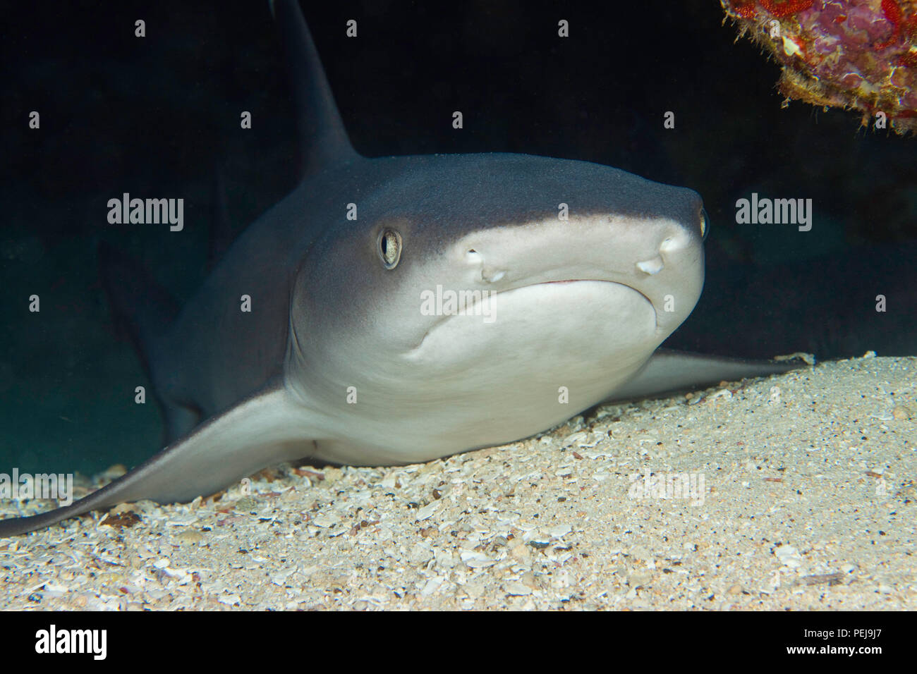 Whitetip reef shark, Triaenodon obesus. Hawaii. Foto Stock