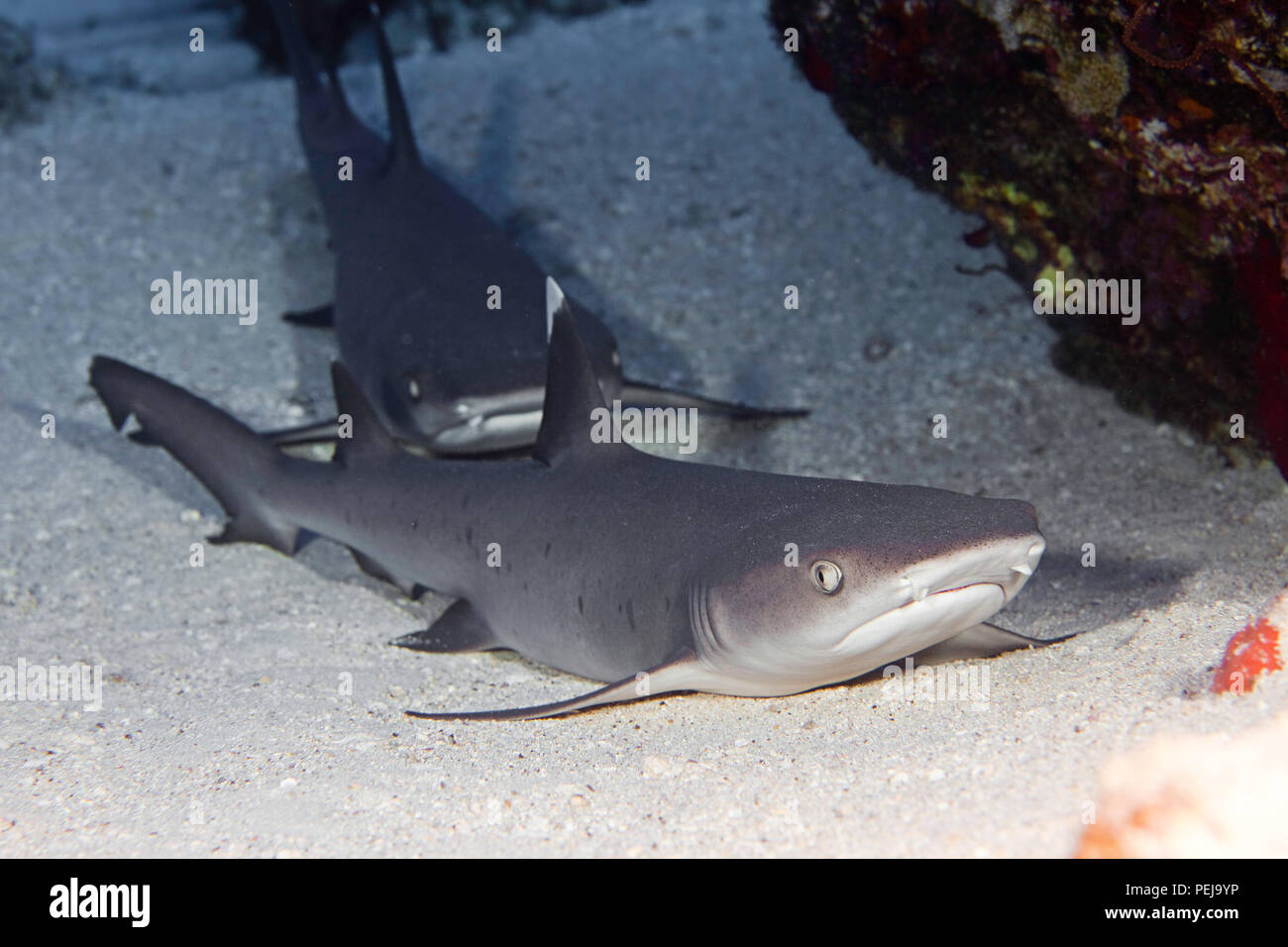 Whitetip reef shark, Triaenodon obesus, sono una delle poche specie di squali che possono sostare e riposare sul fondo, Maui, Hawaii. Foto Stock