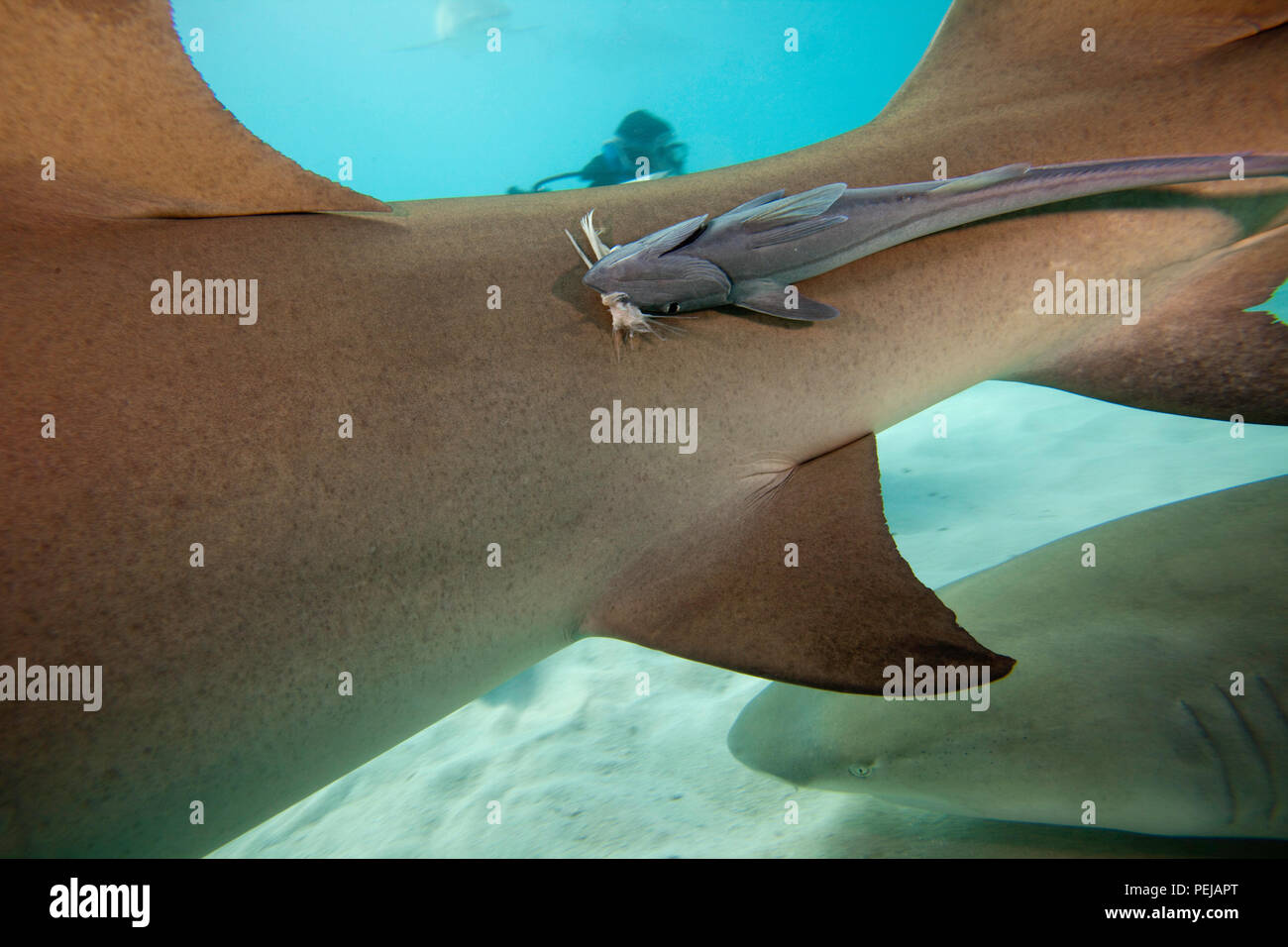 Il remora o squalo ventosa, Echeneis naucrates, attribuisce a squali per un giro gratuito e per nutrirsi di sfridi di loro preda. Il remora raffigurata qui Foto Stock