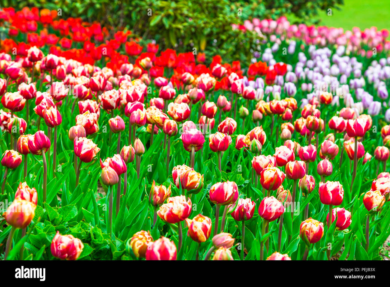 Imponenti fioriture colorate tulipani nel parco Keukenhof,Olanda Foto Stock