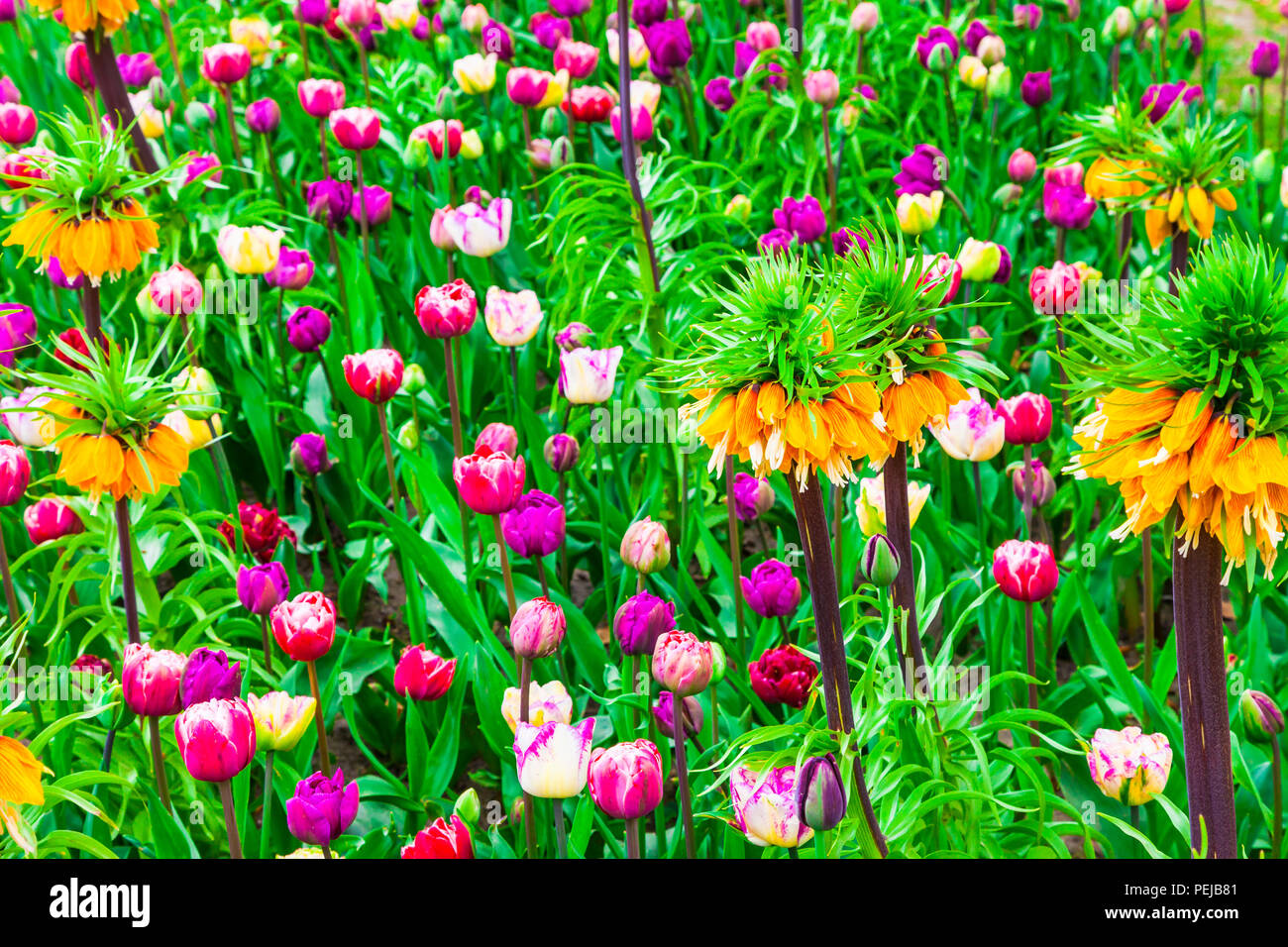 Fioritura di tulipani colorati in Paesi Bassi,parco Keukenhof. Foto Stock