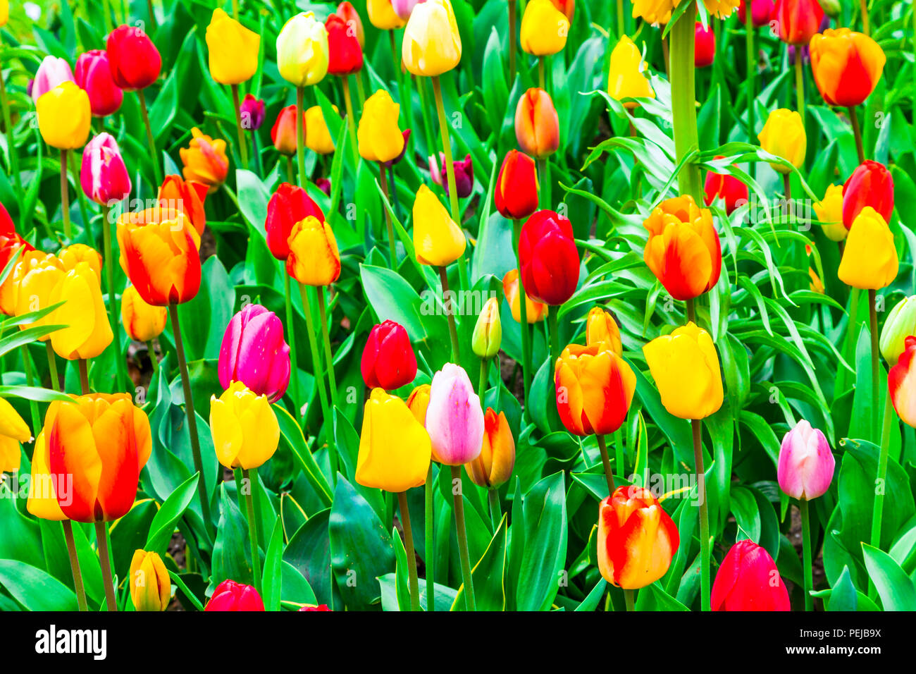 Fioritura di tulipani colorati nel parco Keukenhof,Olanda. Foto Stock
