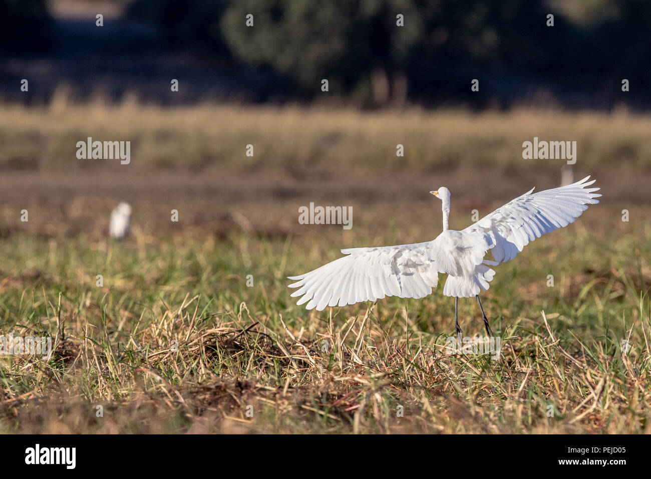 Airone bianco maggiore lo sbarco nel fiume Chobe marsh, Botswana Foto Stock