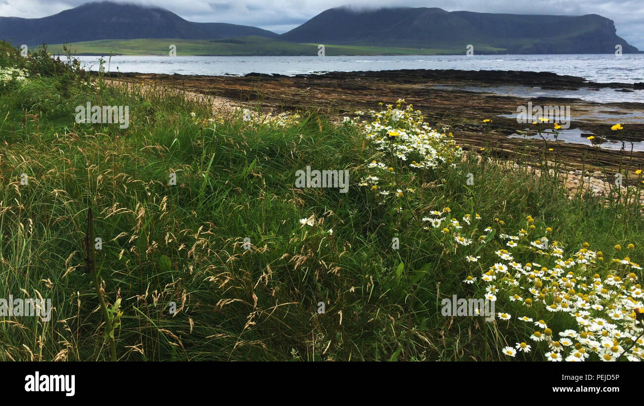 Vista della Baia di Warbeth, Orkney con fiori nella parte anteriore Foto Stock