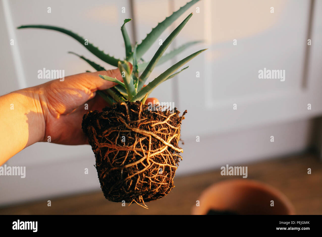 grandezza vaso per aloe vera