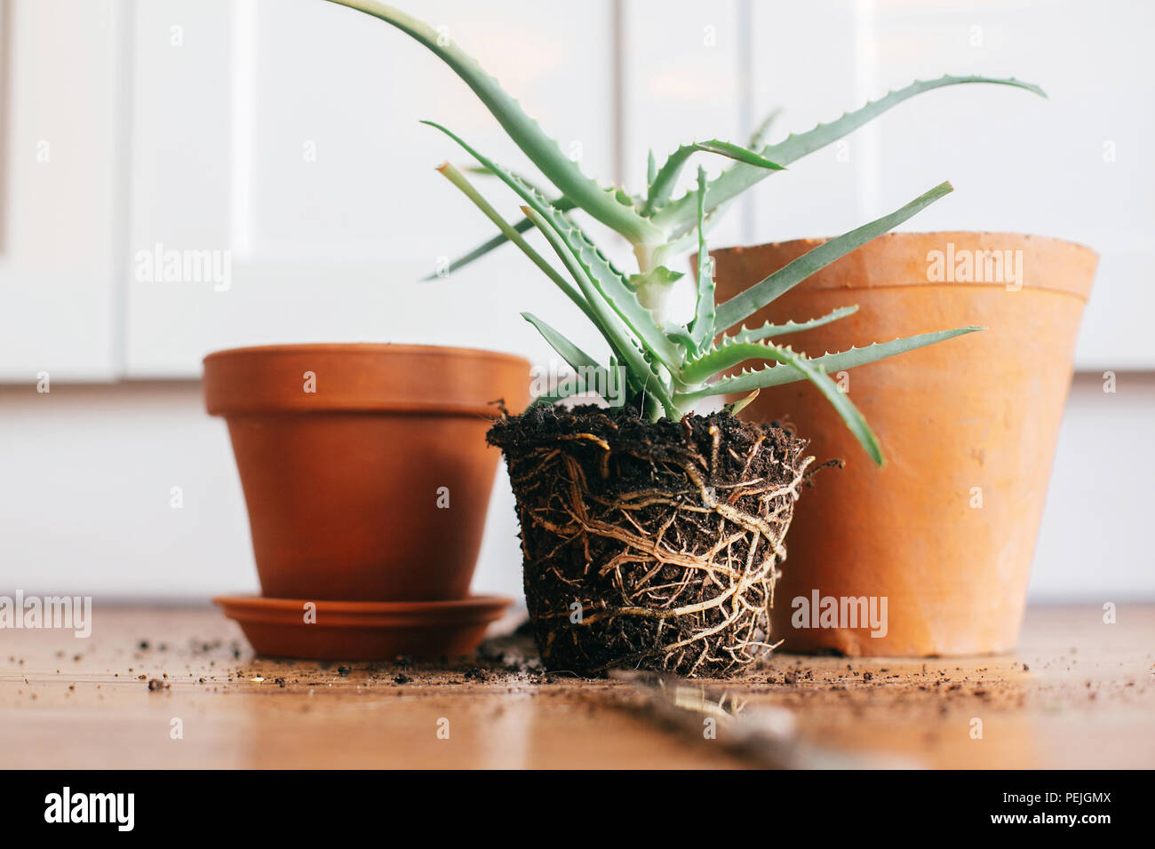 Aloe vera con radici nel suolo repot al grande pentola di creta in interni. cura di piante succulente semina su sfondo di legno. concetto di giardinaggio. repotting Foto Stock