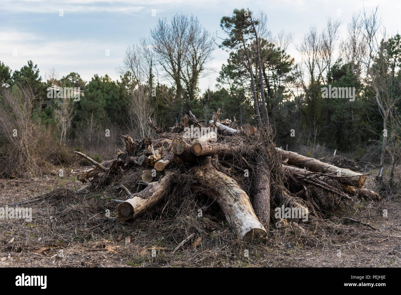 La raccolta di legname industria del legname, fuoco palo di legno nella foresta Foto Stock