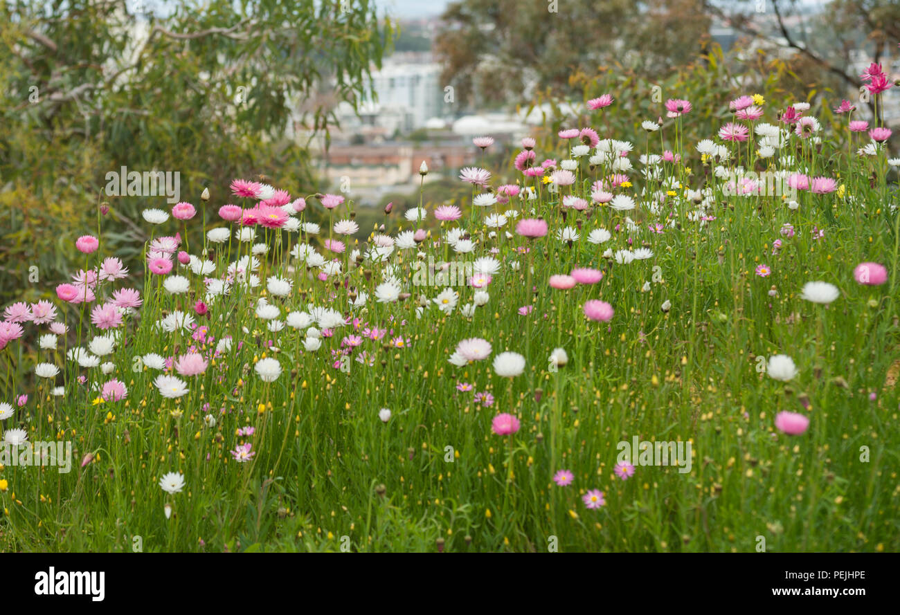 Fiore in Western Australia Il Giardino Botanico. Perth, Western Australia, Oceania Foto Stock