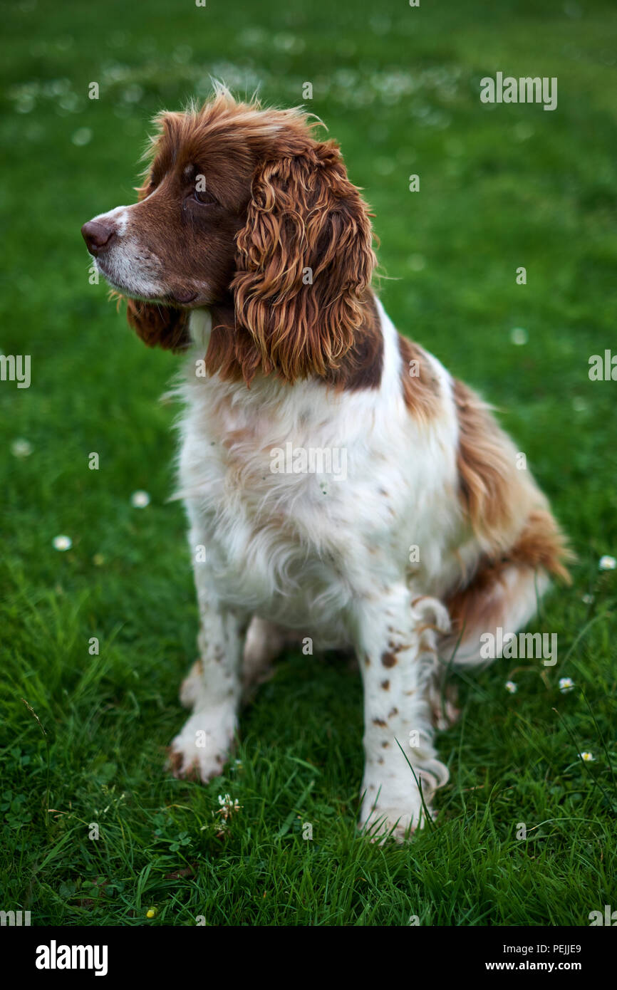 Un adulto springer spaniel siede su un prato verde Foto Stock