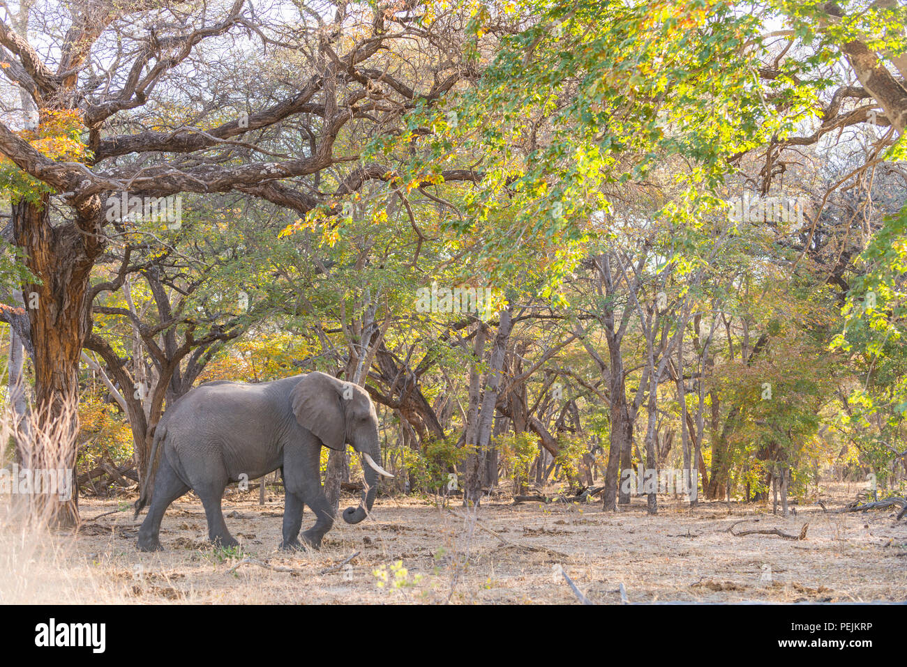 Un grande elefante africano maschile Loxodonta africana cammina attraverso una foresta nel Parco nazionale Hwange dello Zimbabwe. Foto Stock