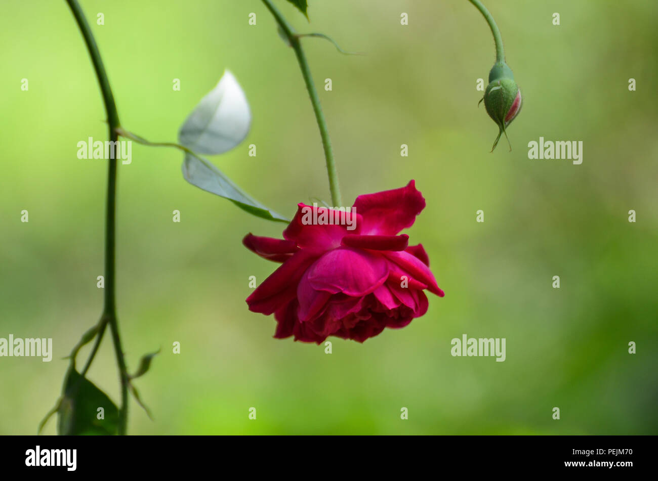 Bella rosa con Bud Foto Stock
