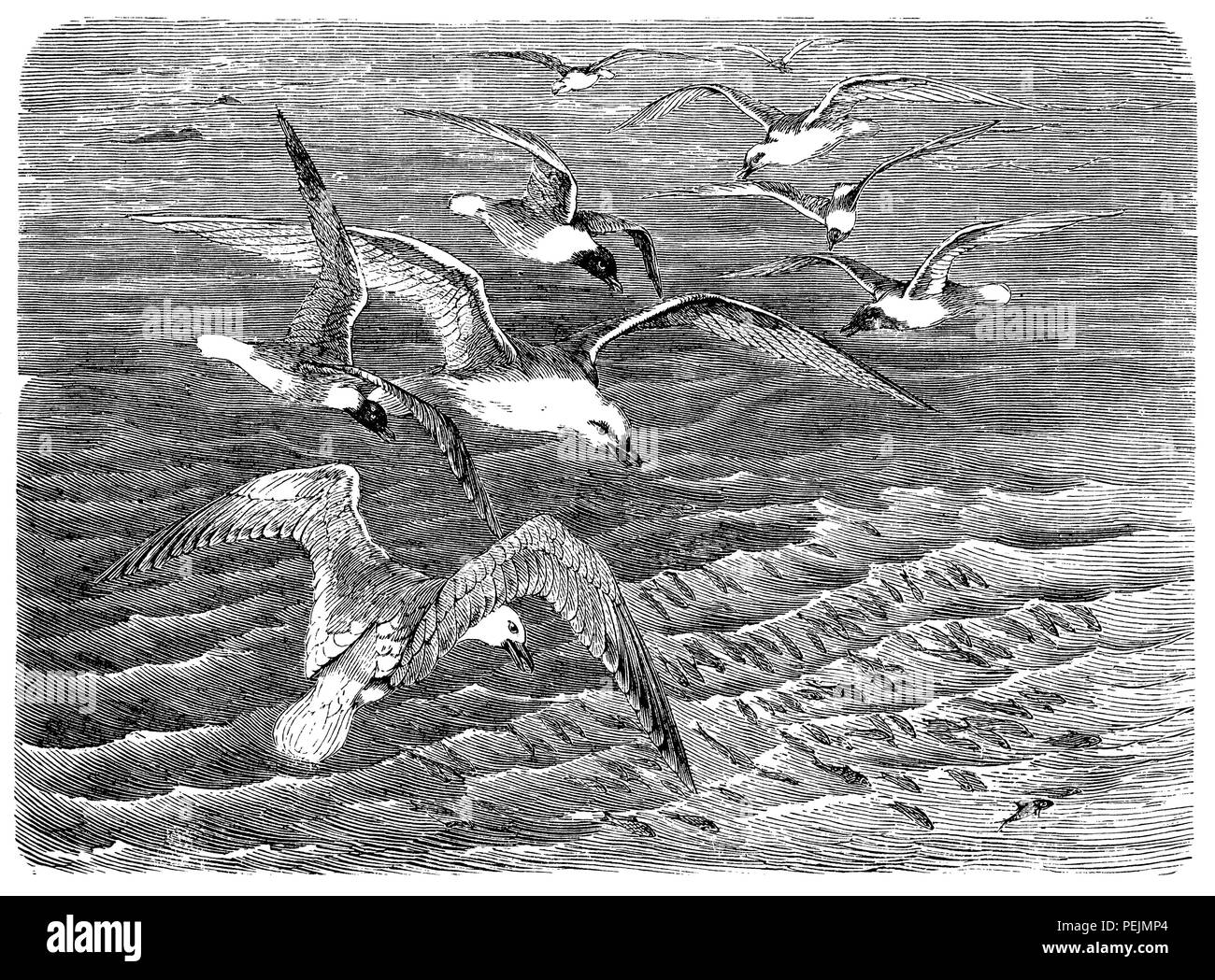 Gabbiani la cattura del pesce, 1897 Foto Stock