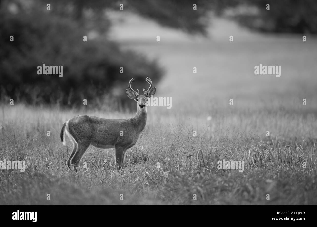 Cervi nel campo Foto Stock