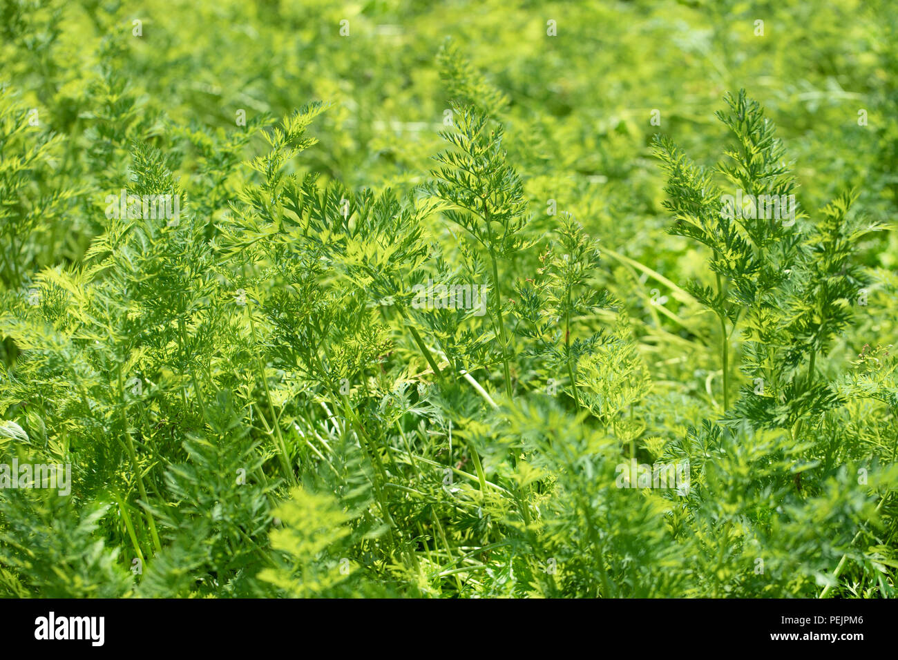 Il verde delle foglie di giovani carote nel giardino. Immagine di sfondo. Agricola cultura organici. Foto Stock