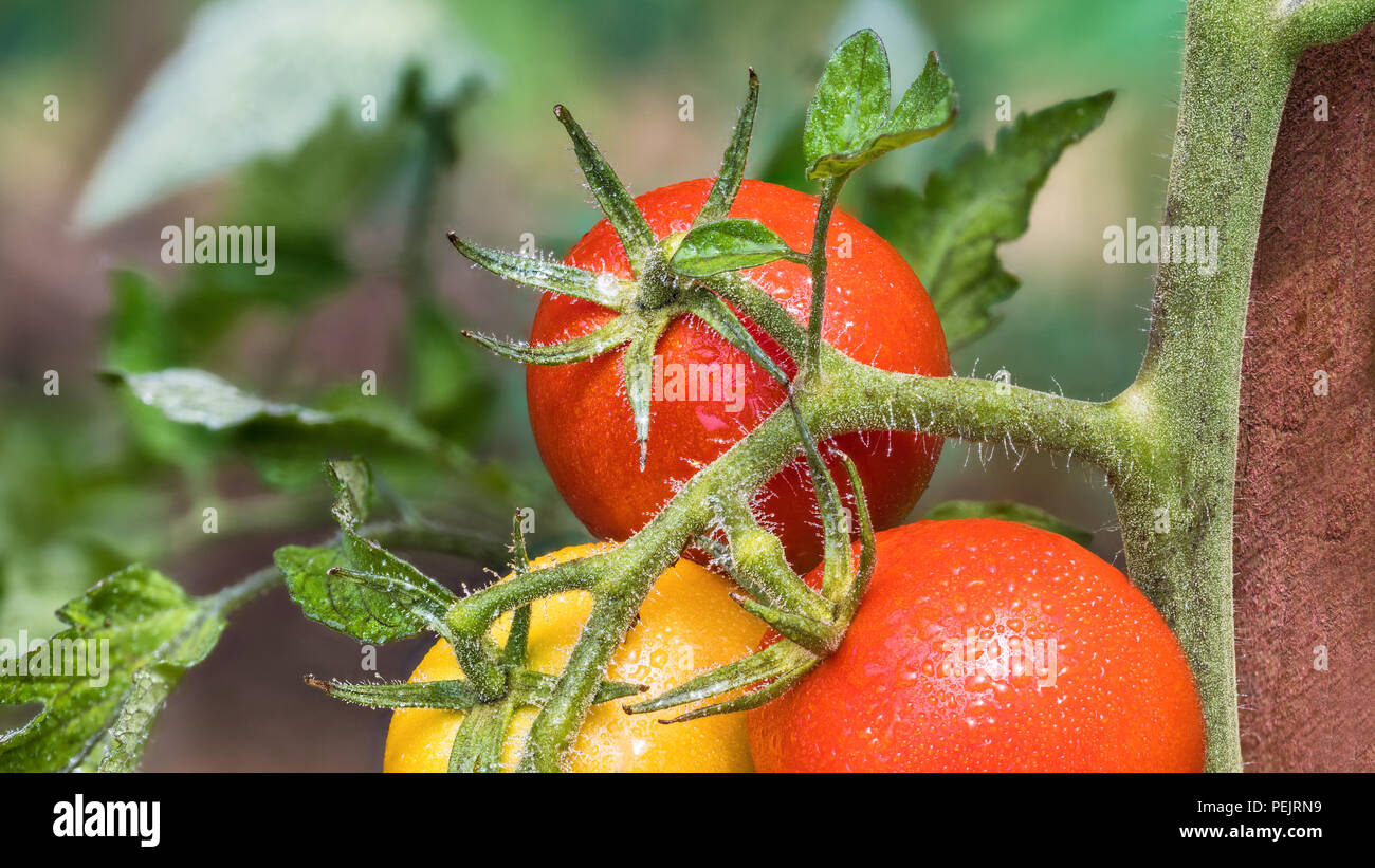 La maturazione di bacche di pomodoro close-up. Le goccioline d'acqua. Solanum lycopersicum. Dettaglio di un mazzetto di rosso e giallo bio pomodori. Verdure e sfondo verde. Foto Stock