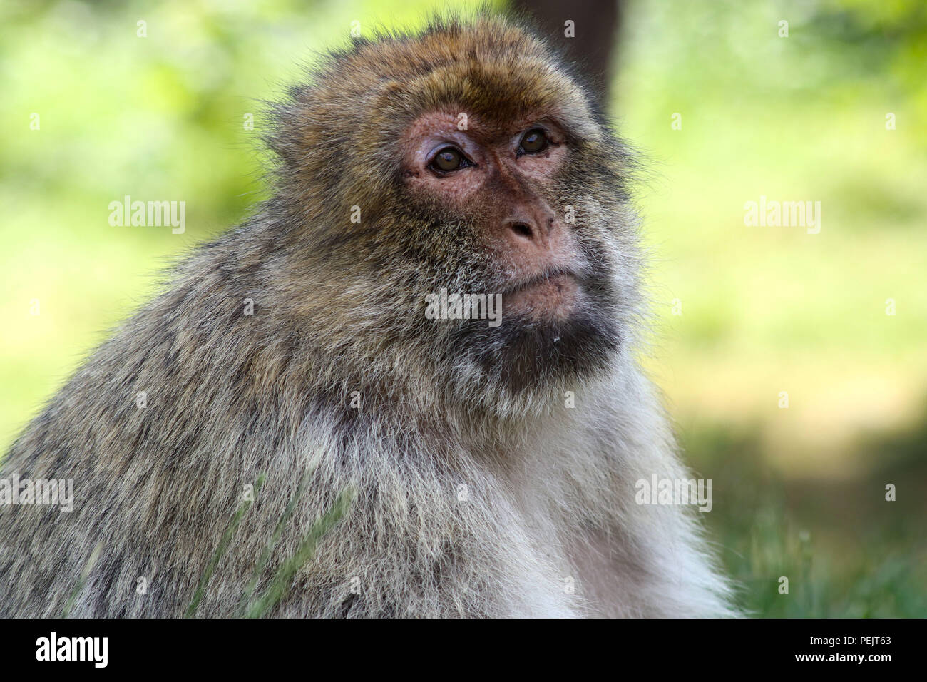 Barberia scimmia macaco (ape) a Trentham Santuario della Foresta delle Scimmie Foto Stock