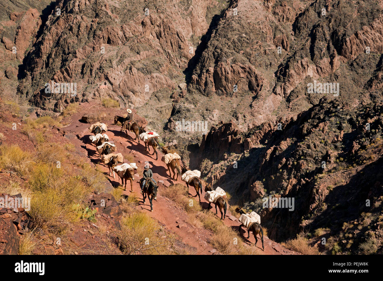 AZ00286-00...ARIZONA - un pacco caricato il treno dei muli ascendere il South Kaibab Trail sotto il Tipoff restarea nel Parco Nazionale del Grand Canyon. Foto Stock