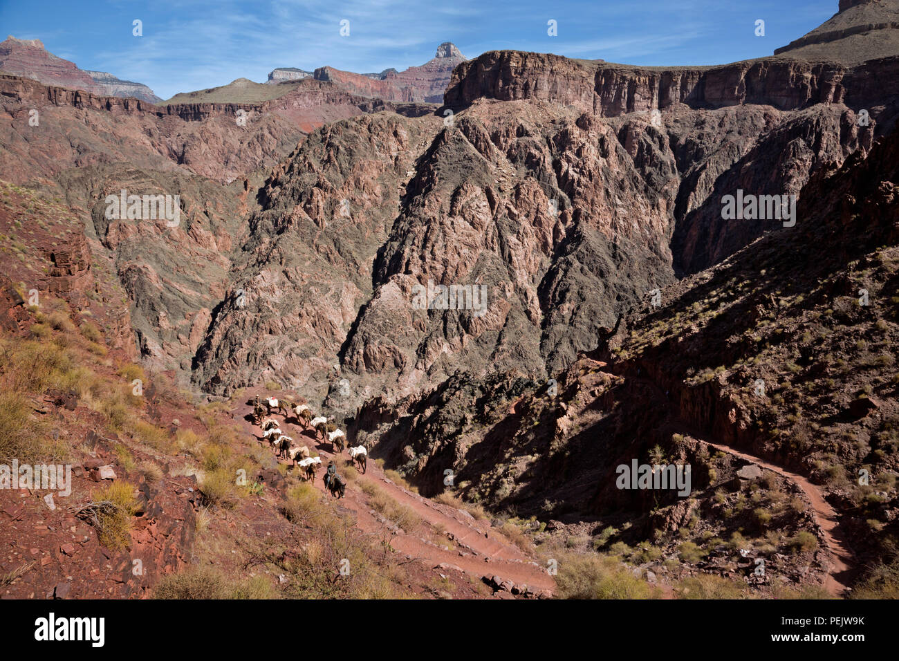AZ00287-00...ARIZONA - un pacco caricato il treno dei muli ascendere il South Kaibab Trail sotto il Tipoff restarea nel Parco Nazionale del Grand Canyon. Foto Stock