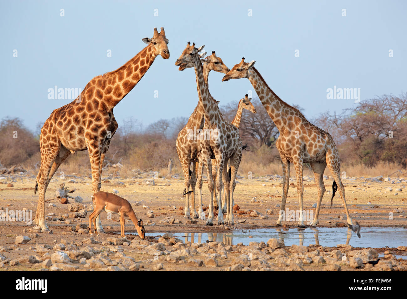 La giraffa mandria (Giraffa camelopardalis) a Waterhole, il Parco Nazionale di Etosha, Namibia Foto Stock