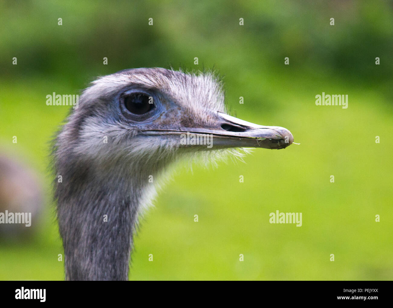 Un curioso UEM Foto Stock