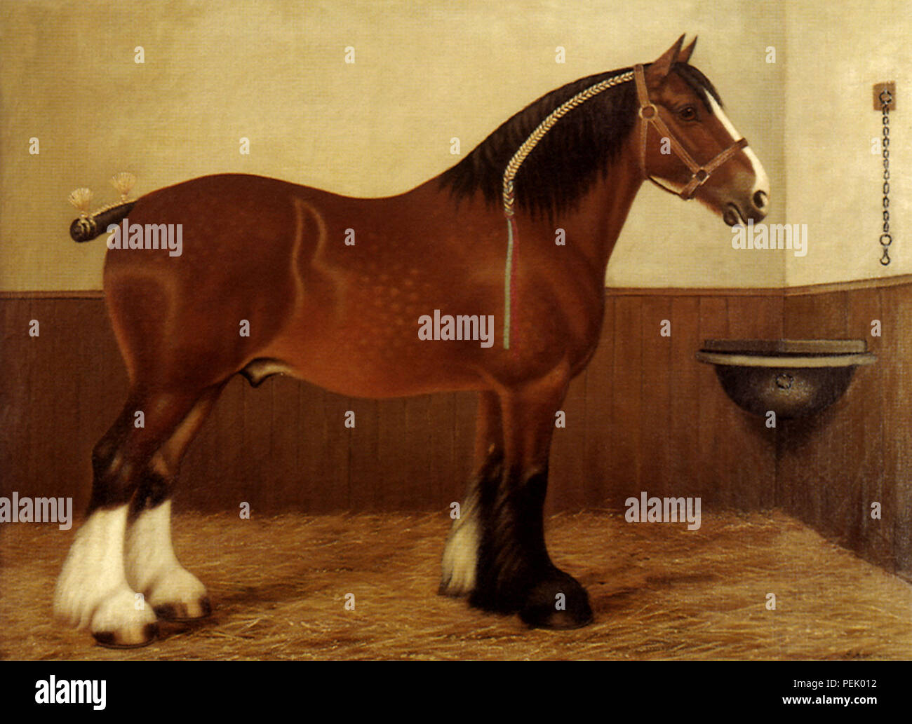 Shire Horse appartenenti a John Moon, Mortimer, J. Foto Stock