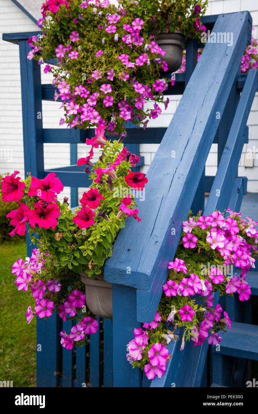 Rosa e Rosso fiori di petunia in cestelli appesi blu decorazione portico di una casa. Bonaventura, Gaspe Peninsula, Quebec, Canada. Foto Stock