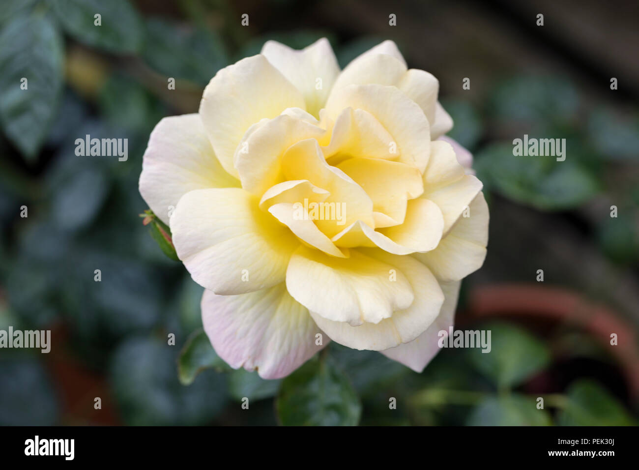 Primo piano di rosa Floribunda gialla chiamata Arthur Bell fioritura in un giardino inglese, Regno Unito Foto Stock