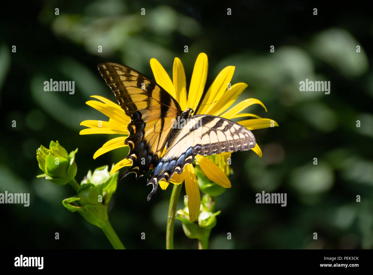 Tiger farfalle a coda di rondine. Un prato rurale in Indiana Foto Stock