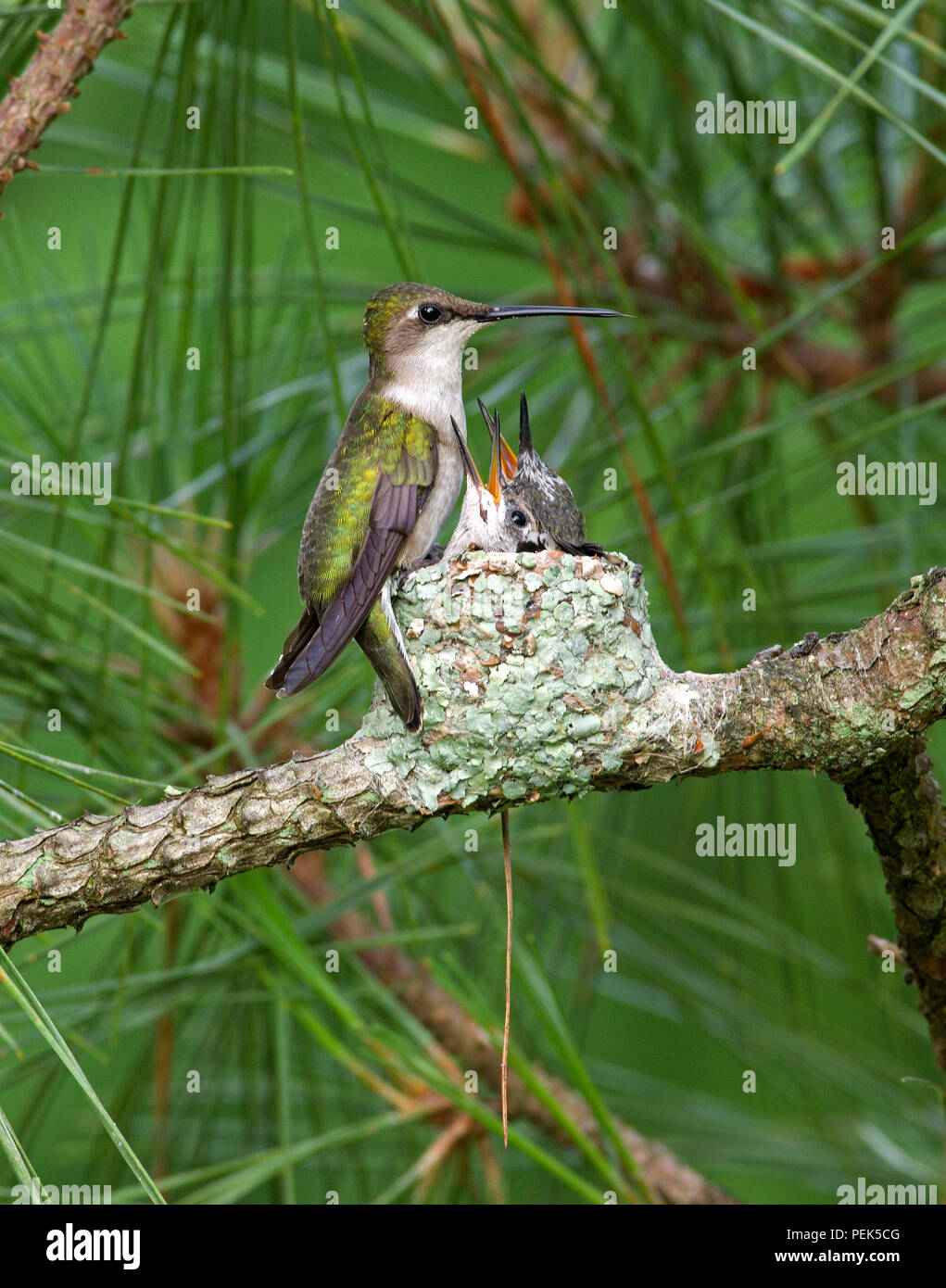 Ruby-throated hummingbird sul nido con i giovani Foto Stock