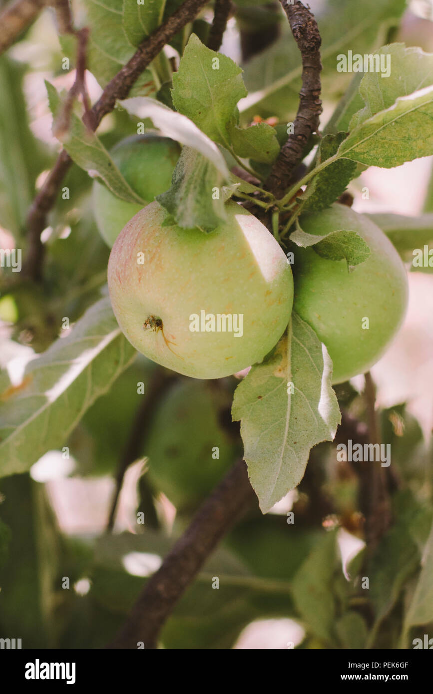 Apple che cresce su un albero di mele Foto Stock