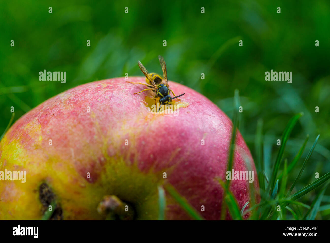 Wasp comune, vespula vulgaris, mangiare una manna di apple. Foto Stock