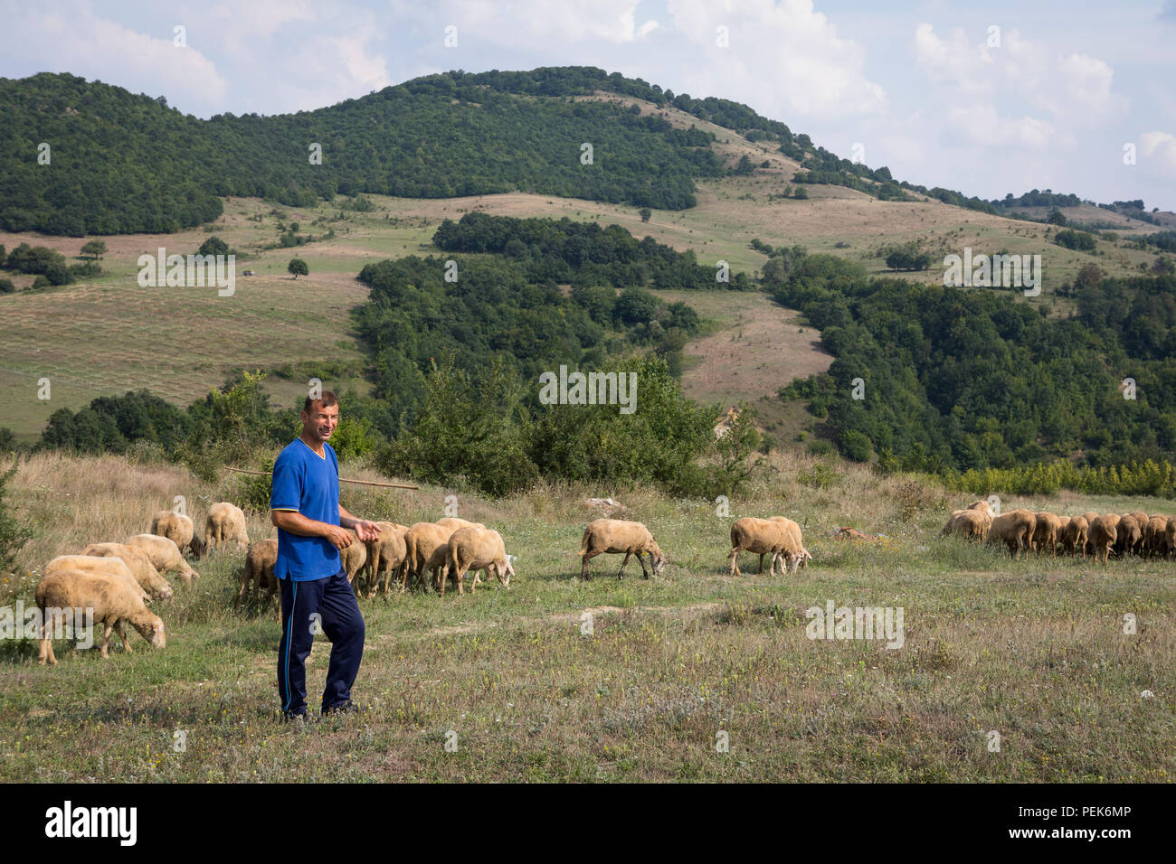 Pastore che guida il suo gregge di pecore lungo la campagna campi di Kardzhali Provincia, Bulgaria Foto Stock Pastore che guida il suo gregge di pecore lungo la campagna campi di Kardzhali Provincia, Bulgaria Foto Stock