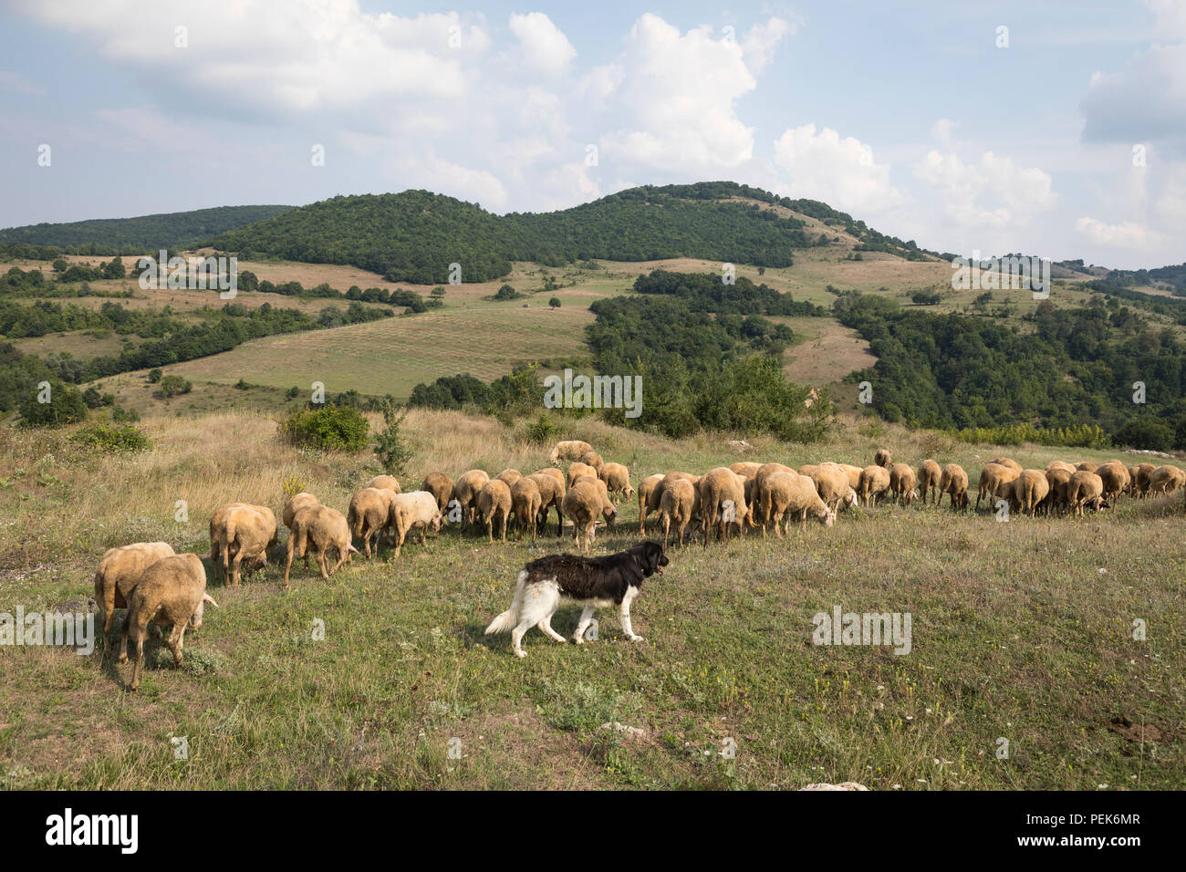 Gregge di pecore e un pascolo sheepdog nel quartiere di Stremtsi, Kardzjali provincia in Bulgaria Foto Stock Gregge di pecore e un pascolo sheepdog nel quartiere di Stremtsi, Kardzjali provincia in Bulgaria Foto Stock