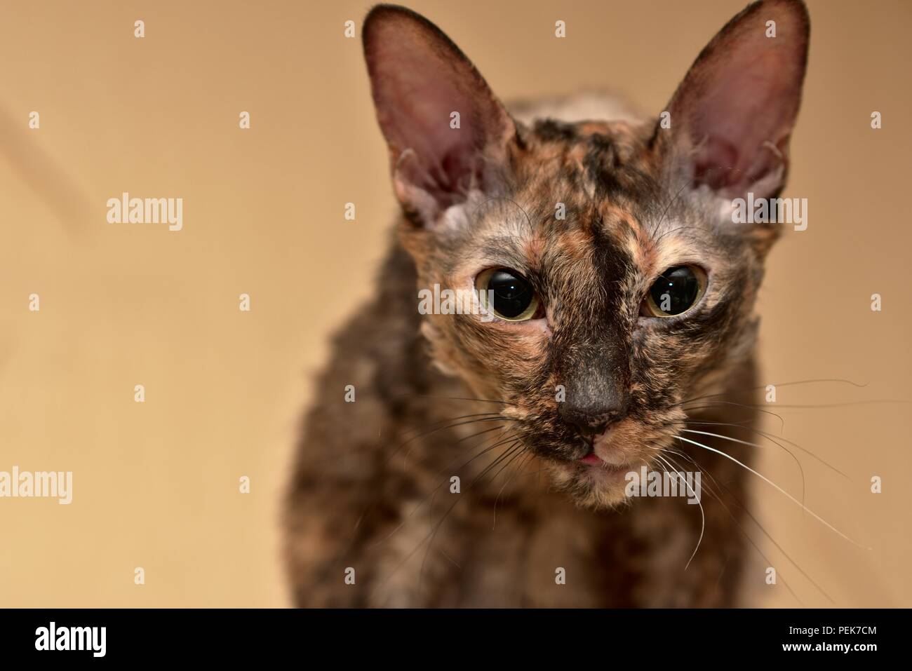 Un giovane Cornish Rex cat cercando nella fotocamera da sopra Foto Stock