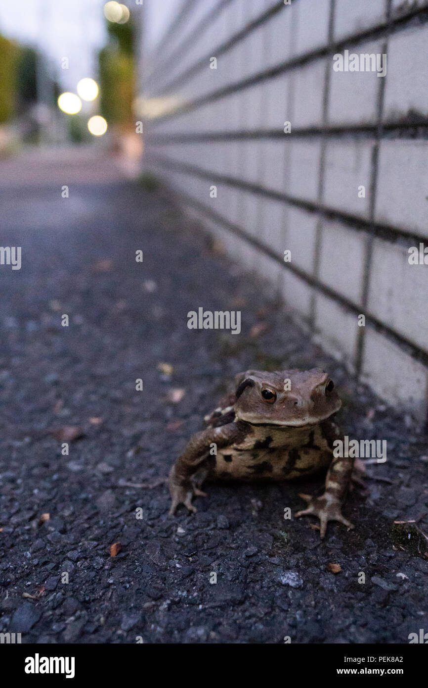Giapponese rospo comune ( Bufo japonicus ) , sulla strada in zona residenziale, Setagaya-Ku, Tokyo, Giappone Foto Stock
