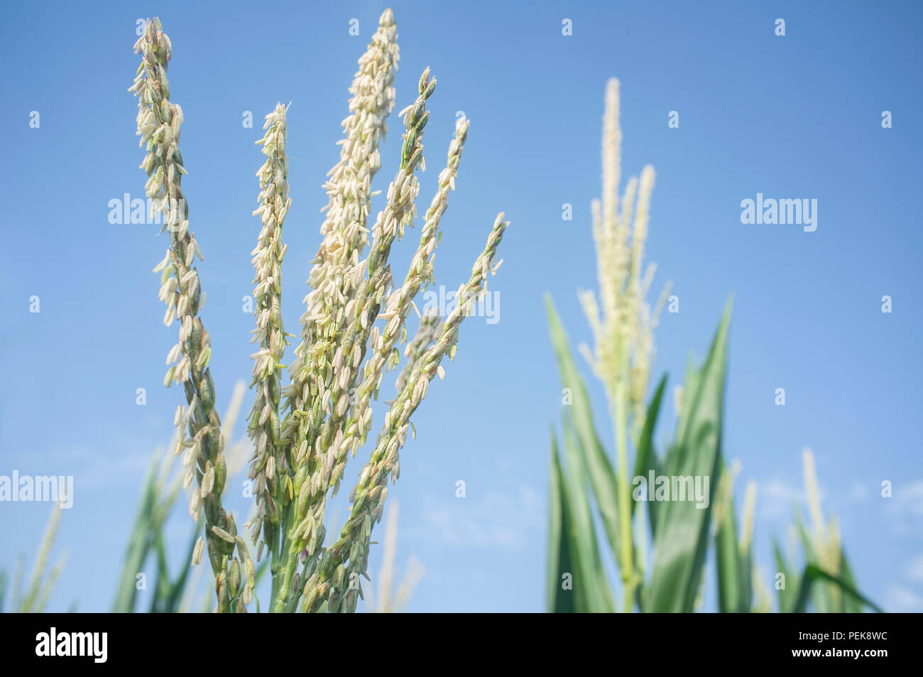 Infiorescenze sulla parte superiore della pianta di mais, chiamato il fiocco. Cornfield interno Foto Stock
