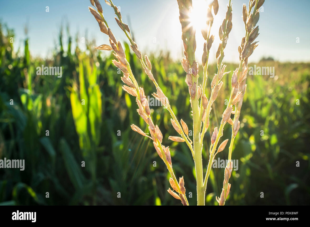 Infiorescenze sulla parte superiore della pianta di mais, chiamato il fiocco. Cornfield interno Foto Stock