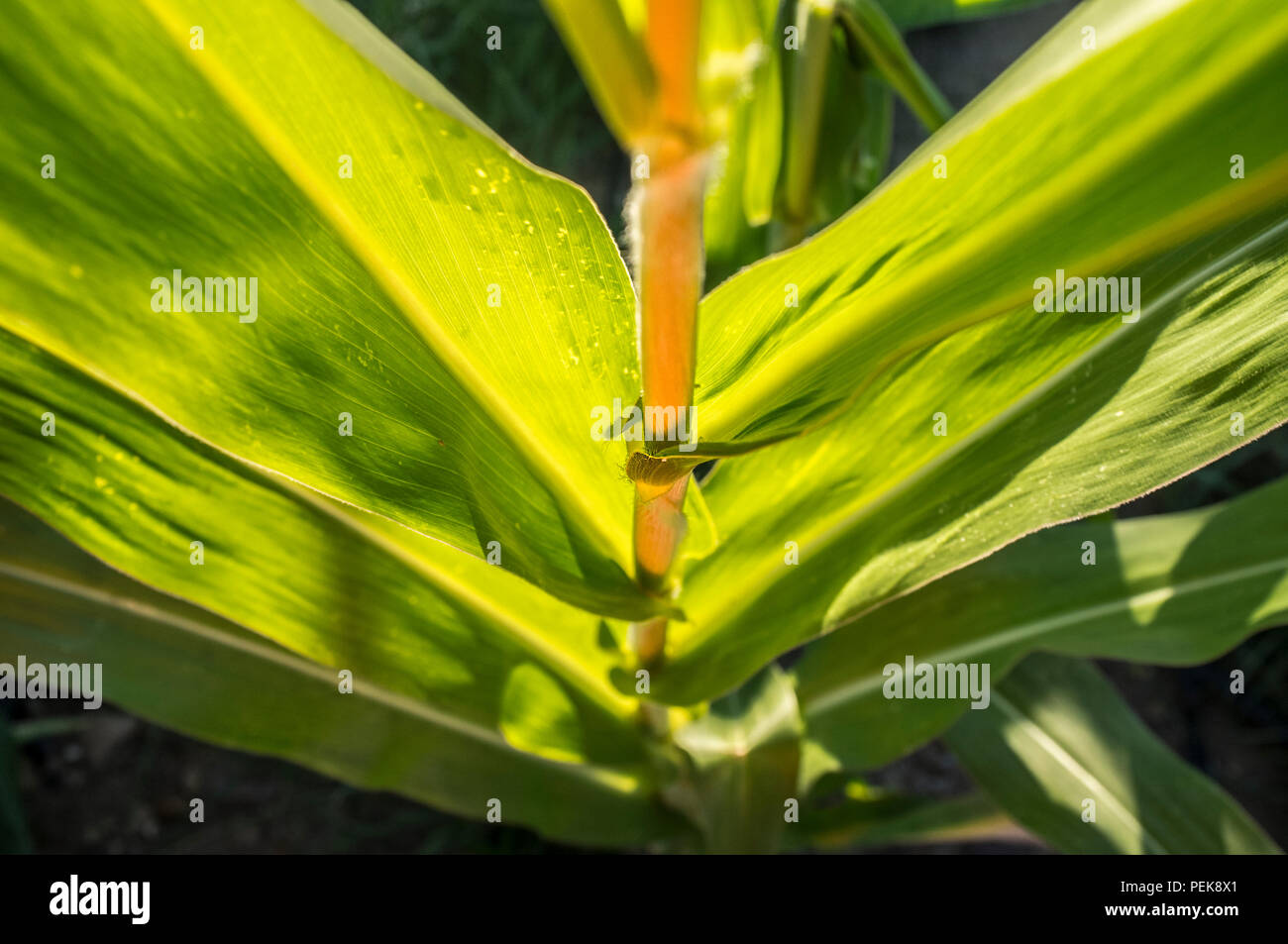 Pianta di mais levetta illuminata dal sole a Cornfield interno, Estremadura, Spagna Foto Stock
