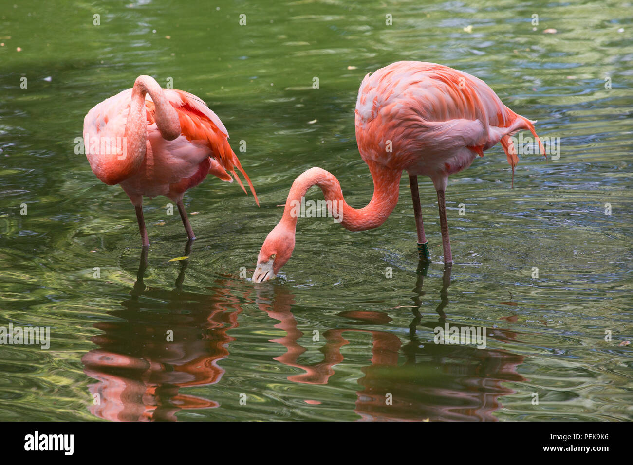 American flamingo Foto Stock