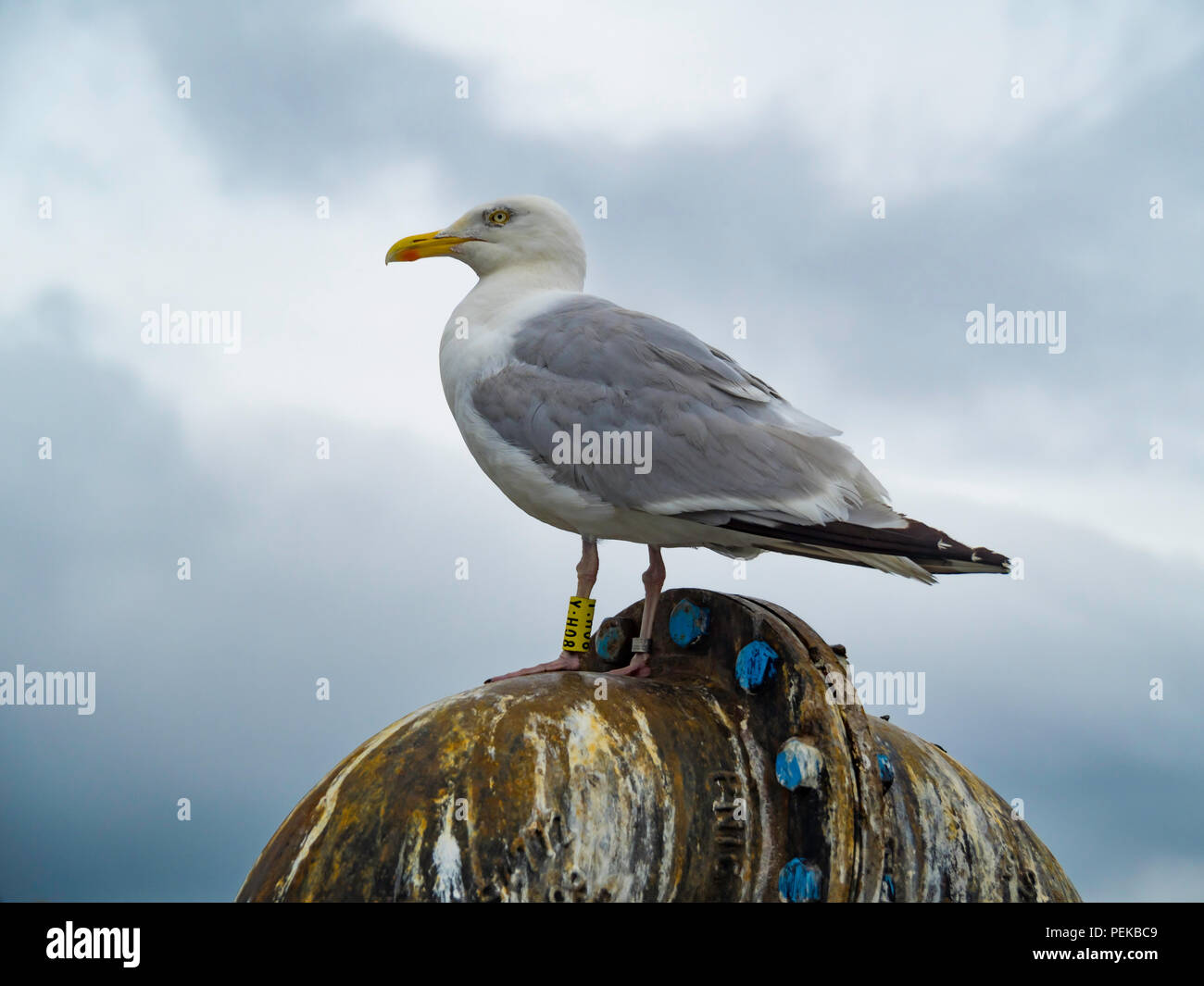 Un aringa gull Larus argentatus con BTO giallo anelli gamba Y:H08 a Whitby North Yorkshire England Regno Unito Foto Stock