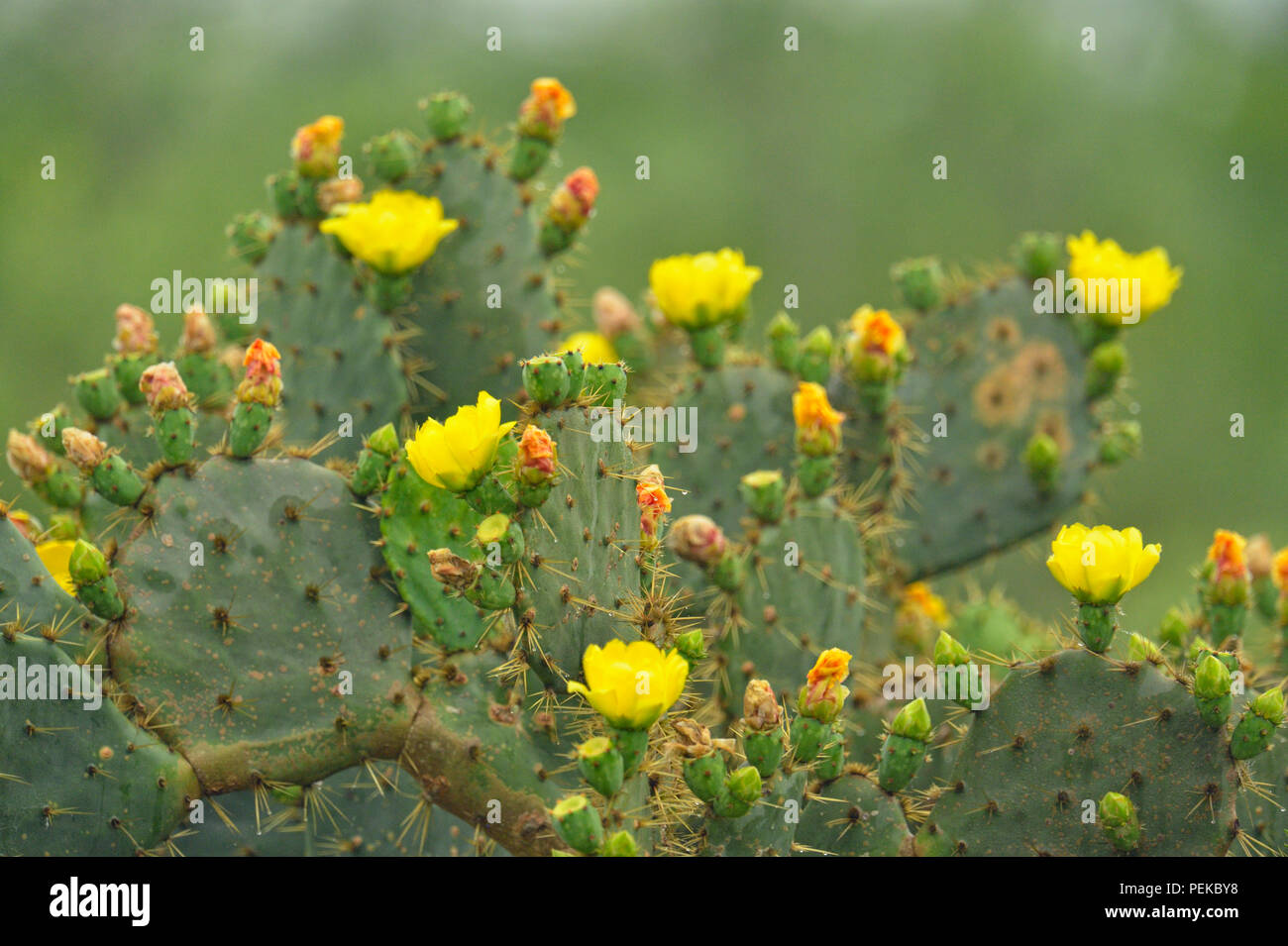 Fioritura di fico d'india cactus (Opuntia spp.), Rio Grande città, Texas, Stati Uniti d'America Foto Stock