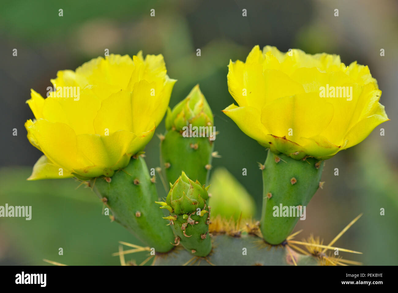 Fioritura di fico d'india cactus (Opuntia spp.), Rio Grande città, Texas, Stati Uniti d'America Foto Stock