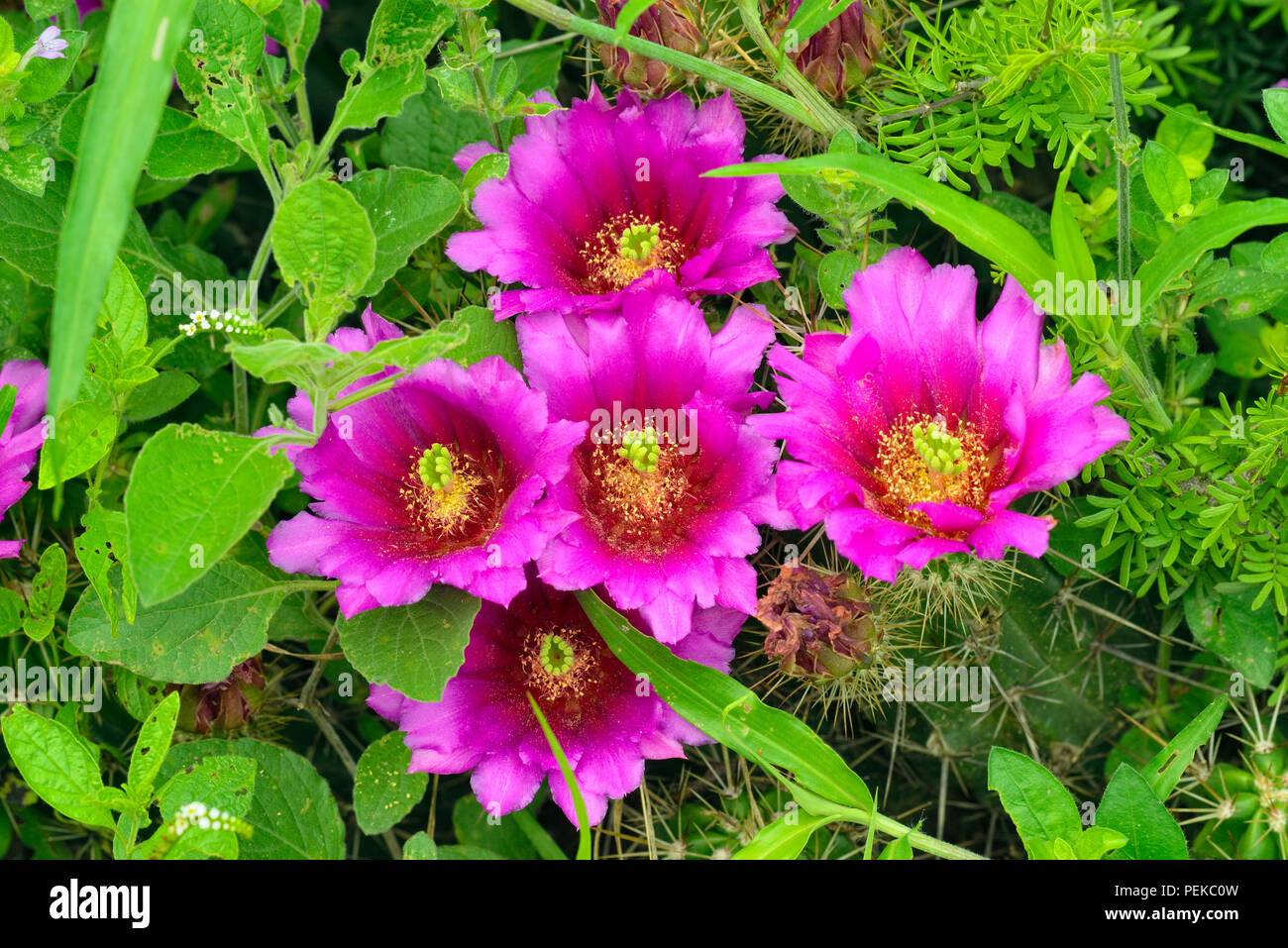 Strawberry Cactus (Mammillaria dioica), Rio Grande città, Texas, Stati Uniti d'America Foto Stock
